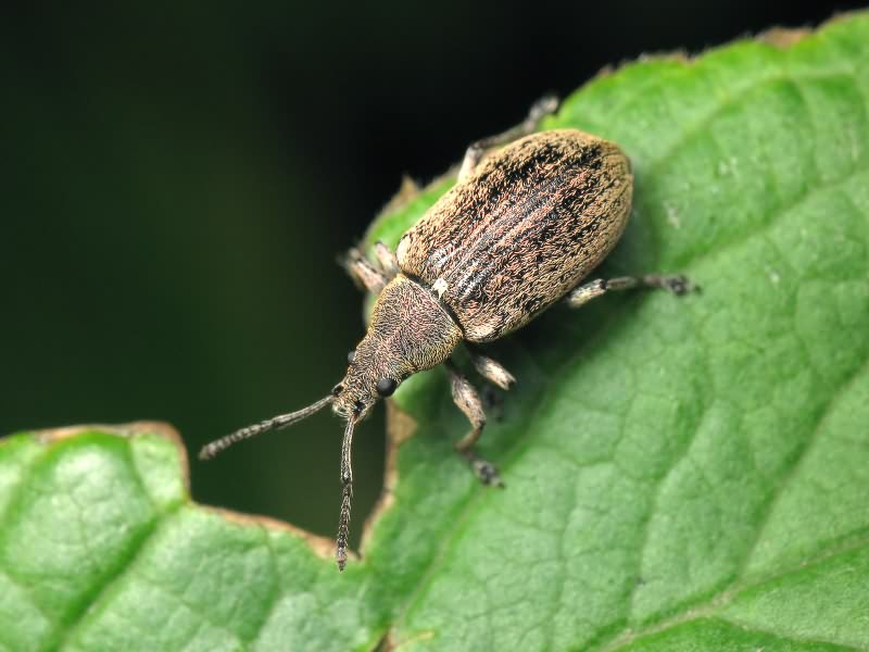 Phyllobius pyri (Linnaeus, 1758)